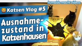 Ausnahmezustand in Katzenhausen • 🦁 Katzen Vlog #5
