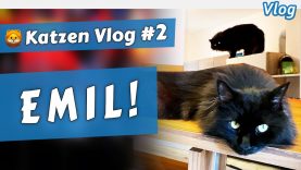 EMIL im Kampf gegen das garstige Nassfutter • 🦁 Katzen Vlog #2