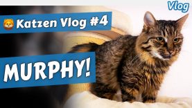 MURPHY der stumme Weißrusse • Katzen Vlog #4