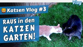 Zum ERSTEN Mal im gesicherten GARTEN! • 🦁 Katzen Vlog #3
